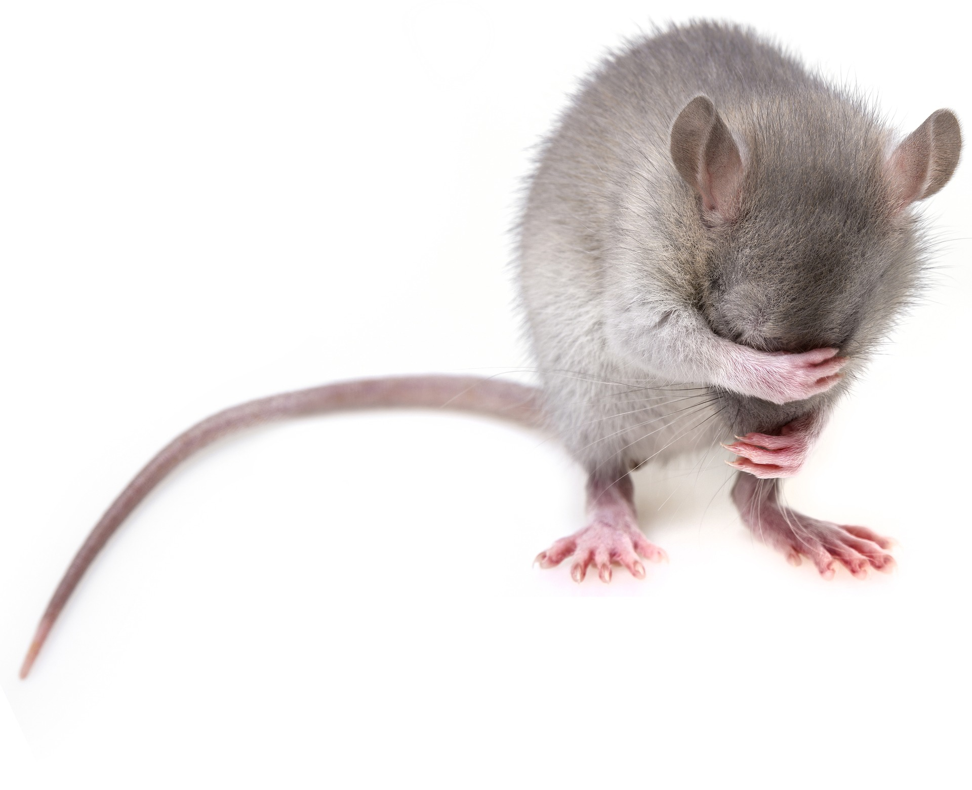 https://pixabay.com/ro/photos/mouse-roz%C4%83tor-rat-mouse-uri-3194768/