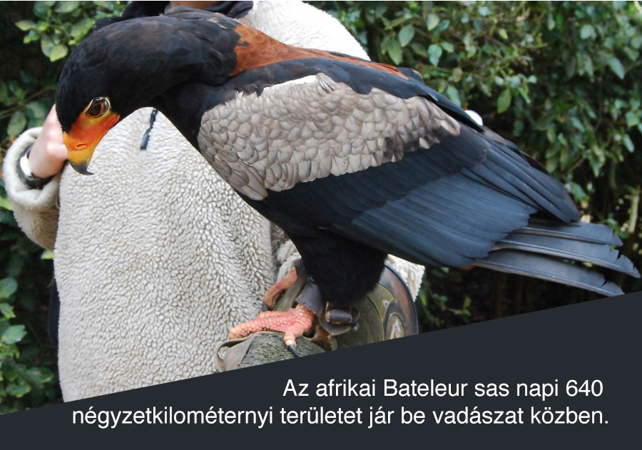 Bateleur sas