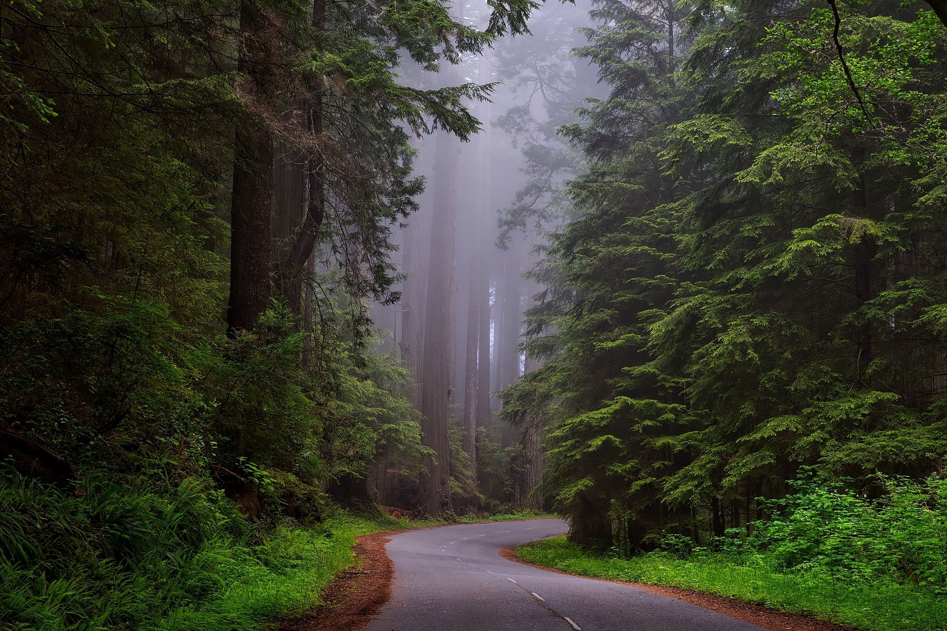 redwood-nemzeti-park-california