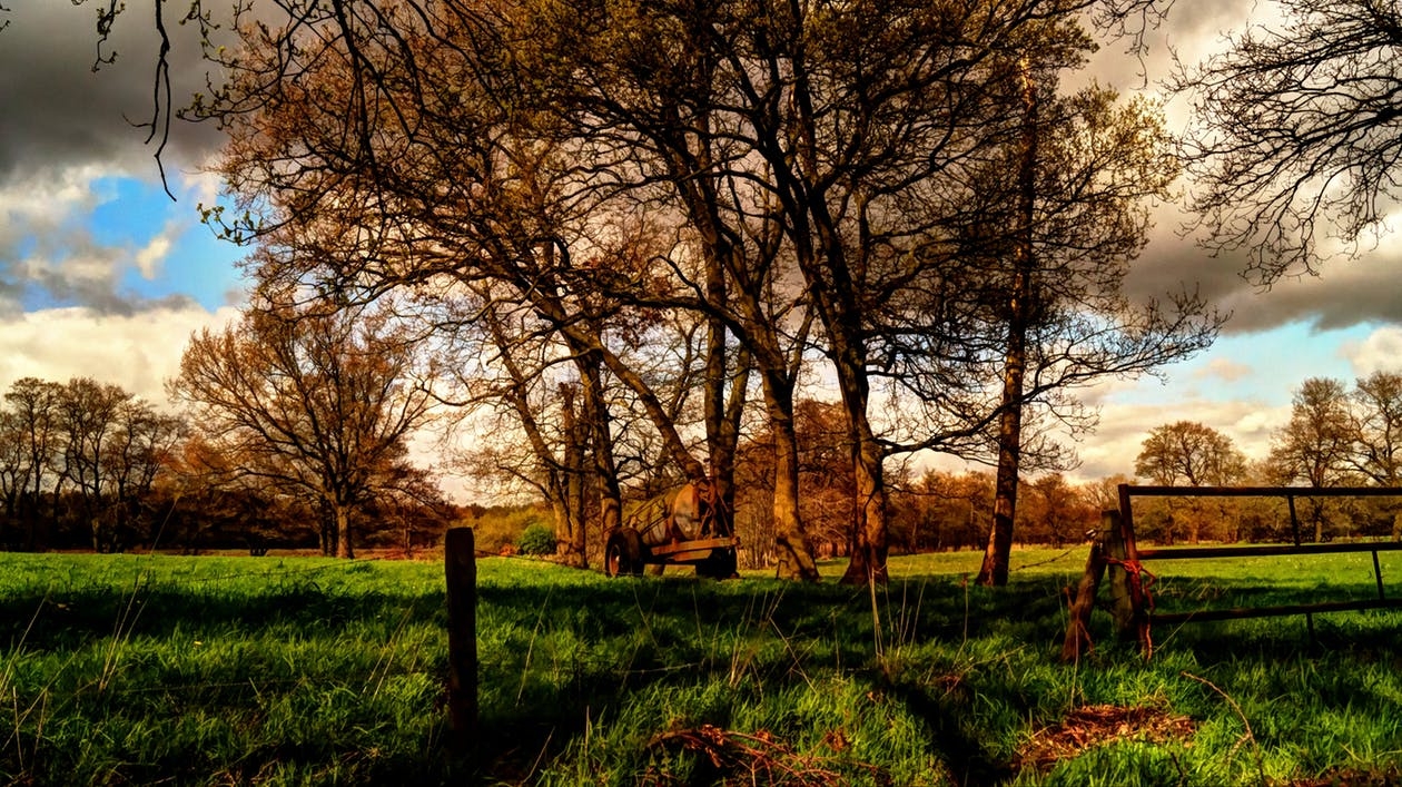 https://www.pexels.com/photo/branches-clouds-environment-grass-411013/