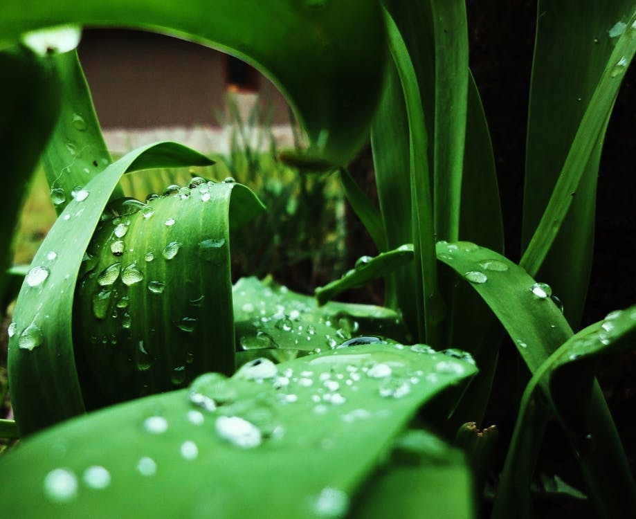 https://www.pexels.com/photo/close-up-color-dew-droplet-84205/