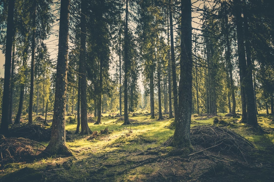 https://www.pexels.com/photo/adventure-atmosphere-conifer-conifers-418831/