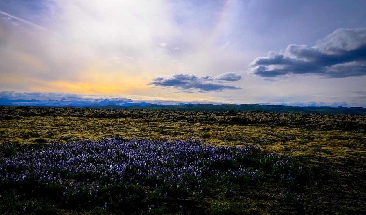 https://www.pexels.com/photo/clouds-countryside-field-flowers-464326/