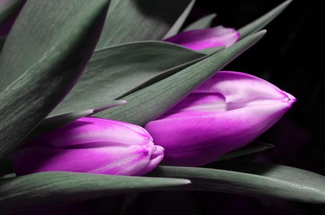 https://www.pexels.com/photo/selective-color-photograph-of-closed-purple-tulips-among-gray-leaves-68733/