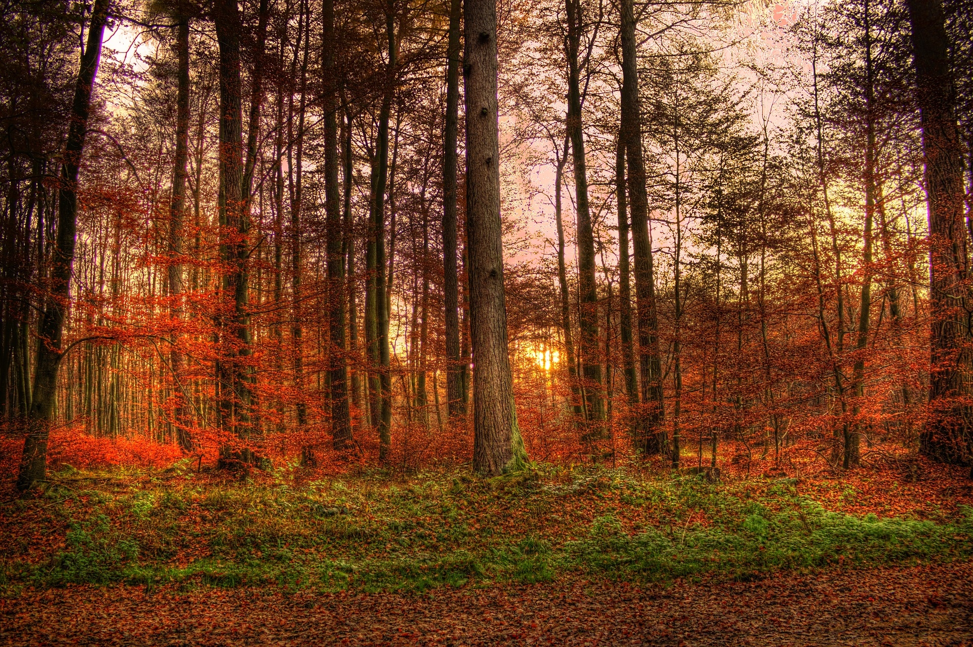 https://pixabay.com/en/sunset-forest-sun-abendstimmung-2319487/