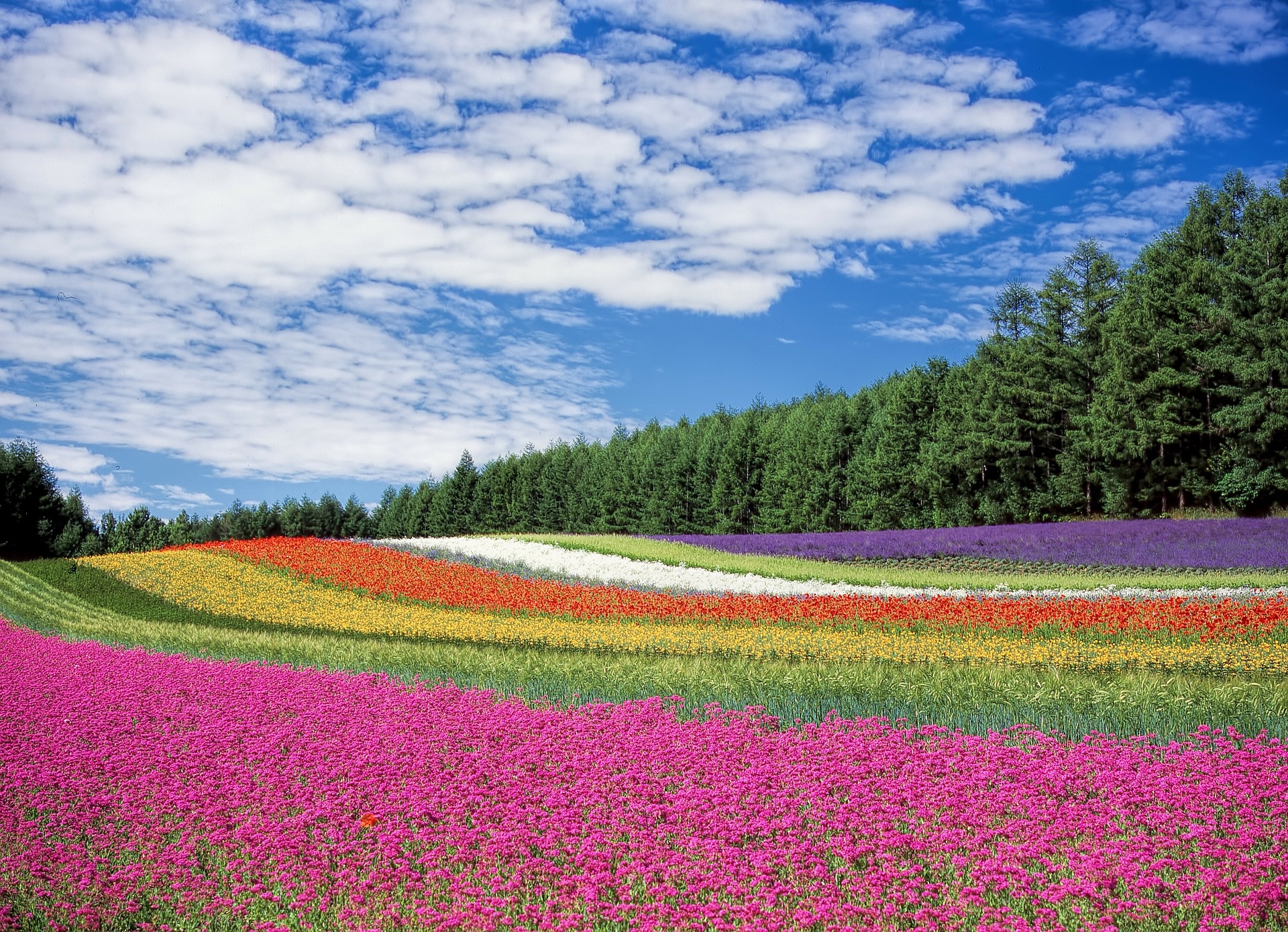 https://pixabay.com/hu/vir%C3%A1goskert-k%C3%A9k-%C3%A9g-hokkaido-jap%C3%A1n-250016/