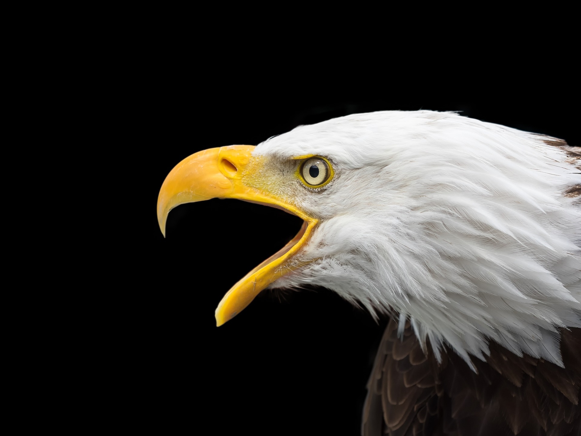 https://pixabay.com/hu/bald-eagle-raptor-fej-bez%C3%A1r%C3%A1s-2715461/