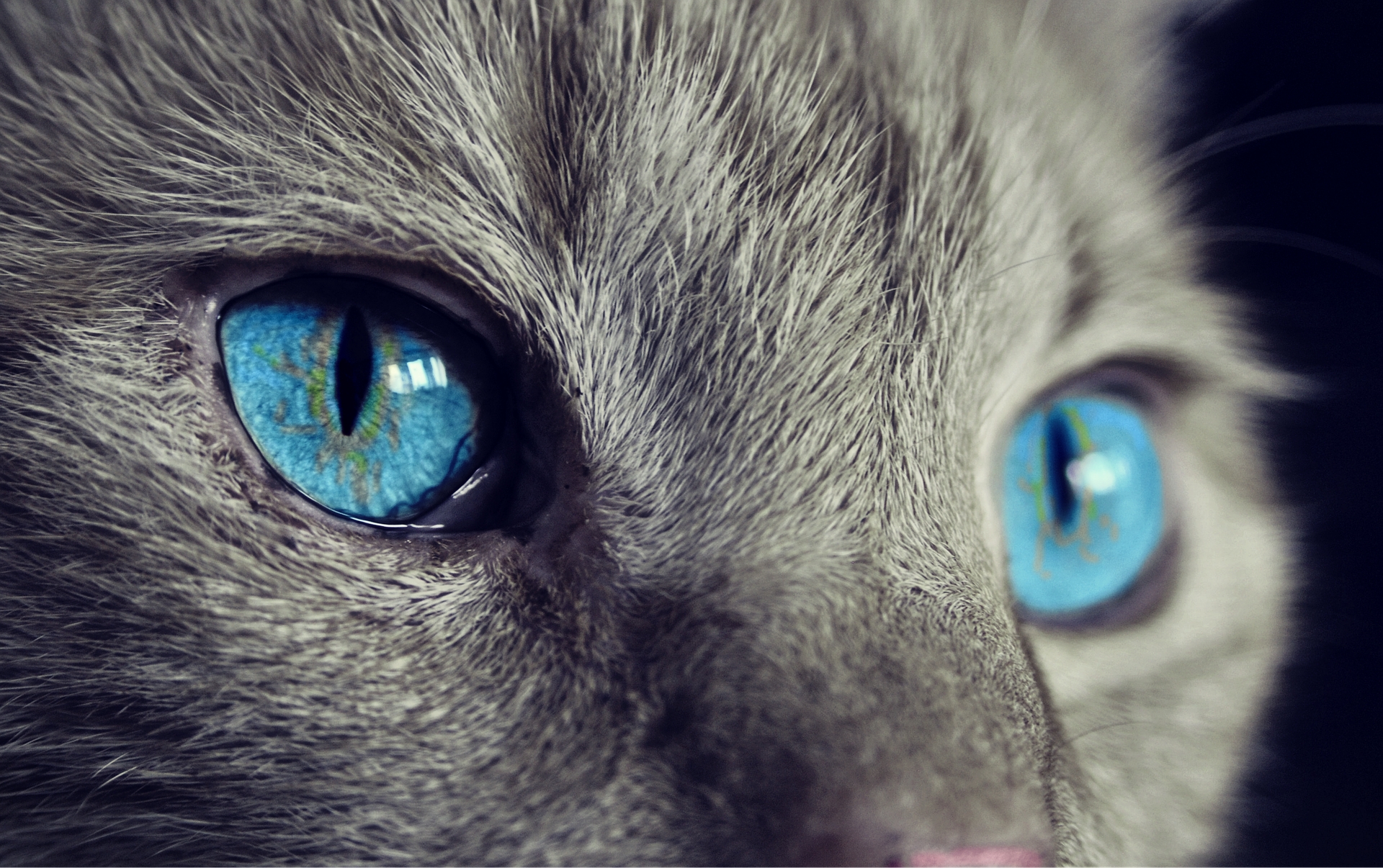https://pixabay.com/hu/macska-%C3%A1llati-cat-s-eyes-szemek-1285634/